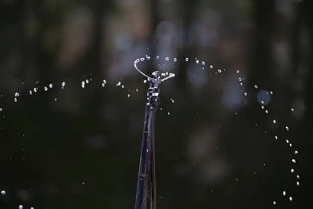 Drip System Installation